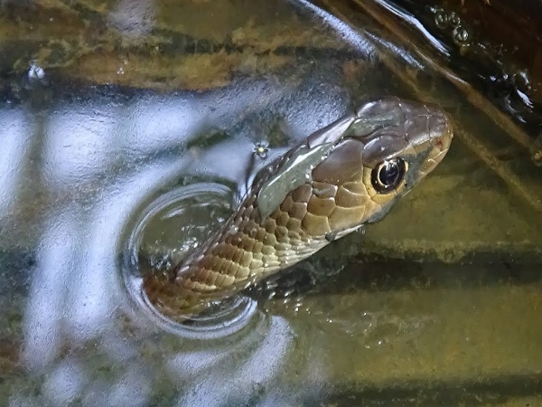 rắn lao mình trên mặt nước